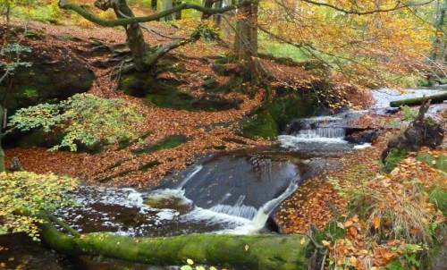 The Tolkien Trail Forest Walk (2 Miles)